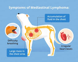 For example, a lipoma, a common benign tumor of fat cells, shows up as a soft, movable lump under the skin. Lymphoma In Dogs Canna Pet Lymphoma In Dogs Canine Cancer Vet Medicine