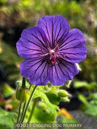 Image result for Geranium arabicum