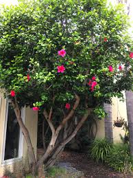 What Species Is My Hibiscus Tree Shes About 25 30 Years Old And Nearly 30 Tall Shes Just Starting Her Blooming S Hibiscus Tree Hibiscus Plant Hibiscus Garden