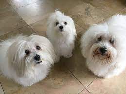 Coton is the french word for cotton. Coton De Tulear Aggression Online Shopping