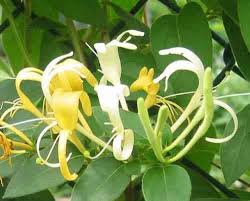 She is so thoughtful happy thanksgiving from honeysuckle vine co!! Fragrant Honeysuckle Vine Tn Nursery