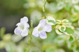 Image result for Asystasia malawiana