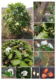 Image result for Gardenia resinifera