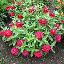 Jenis bunga yang paling lazim seperti bunga mawar, melati, tulip atau anggrek sudah banyak dibudidayakan di usaha perkebunan bunga yang bahkan sudah tersebar luas di indonesia. Kembang Kertas Bunga Zinnia Awet Cantiknya Urban Garden