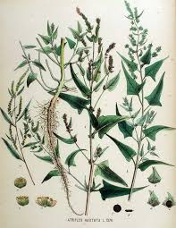 Epinard De Mer La Societe Des Plantes
