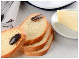 We have immediately fixed it. How To Control Cockroaches In The Kitchen 7 Remedies That Prevent Cockroaches And Bugs In Kitchen