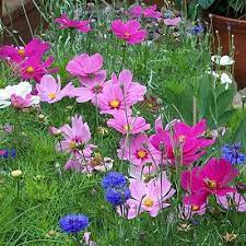 Cosmos Cosmos Flowers Flower Seeds Wildflower Seeds