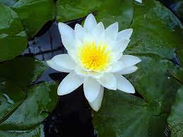 Lotus çiçeği nilüfer çiçeği nilüfer nasıl yetiştirilir hakkında bilgi ne zaman açar nilüfer, lotus (weisse teichrose, nymphaea alba, sugülü) beyaz. Hem Sifa Hem De Ruya Gibi Bir Bitki Nilufer