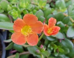 We apologize for the inconvenience, but you may be able to find it instead through your library resources. Portulaca Oleracea Moss Rose With A Raindrop On It Steemit