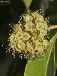 Image result for Pisonia aculeata