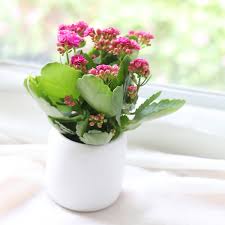 Image result for Kalanchoe calandiva