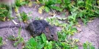 Un rat testeur ira ensuite prévenir son groupe familial. Comment Se Debarrasser Des Rats Souris Et Autres Rongeurs A La Maison