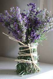 Pin By Roberta Ferrari On Cvety Lavender Flowers Purple Flowers Lavender Garden