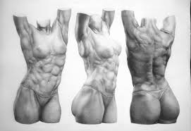 See more ideas about anatomy drawing, figure drawing, anatomy reference. Artstation Anatomy Study Female Torso Carlos Wolfgram