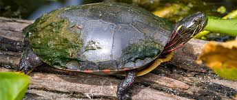 Large western painted turtles rarely exceed 8 inches in length, and southern painted turtles are not normally larger than 6 inches. Midland Painted Turtle Considered A Species At Risk The Wildlife Society