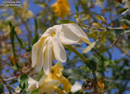 Image result for Gardenia subacaulis