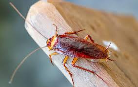 When buying your home be sure to let us conduct a. Blog Problems Cockroaches Cause In Texas Homes