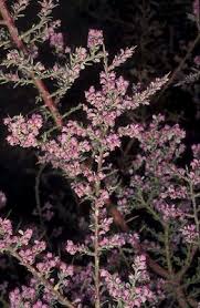 Image result for Muraltia