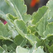 Creer Un Potager De Legumes Perpetuels Ferme De Sainte Marthe