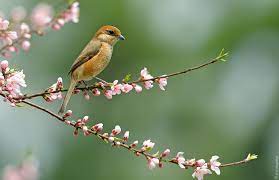 牛面桃花 牛头伯劳立在桃花枝头 春天来了 art world animals