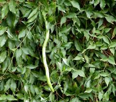 Image result for Dolichandra unguis-cati