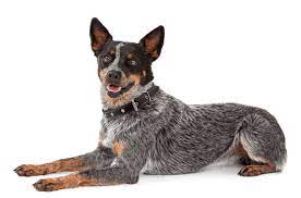 Be prepared for your dog to incur a lot of injuries. Australian Cattle Dog Puppies For Sale In Alhambra California Adoptapet Com