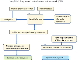There are two major types of seizures: Acute Diarrhea As A Manifestation Of Abdominal Epilepsy Intechopen