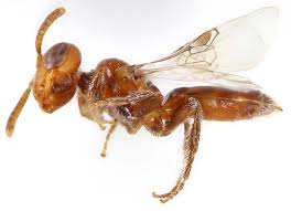 Image result for Isoglossa perdita