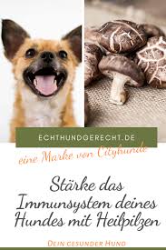 Heilpilze Starken Das Immunsystem Bei Hunden Immunsystem Immunsystem Naturlich Starken Pilze