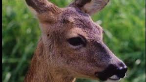 Deer Characteristics Species Facts Britannica
