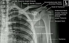 The shoulder anatomy includes the anterior, lateral & posterior deltoids, plus the rotator cuff. Shoulder X Ray Diagram