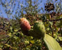 Through the entire carboniferous period to the quarternary period today, trees have been flourishing on the earth. Fig Tree With Thorns And Sweet Fruit That Grows In Hot Countries Stock Photo Picture And Royalty Free Image Image 63250662