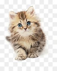 Welcome to pet paradise, one of the most reputable and affordable munchkin scottish fold breeders in the us.you can also buy top cat food brands like purina from us and get it shipped to your home. Munchkin Cat Png Free Download Maine Coon Munchkin Cat Bengal Cat Norwegian Forest Cat Sphynx Cat