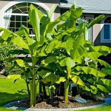 Winterharte Banane Im Ca 12 Cm Topf Online Kaufen Bei Gartner Potschke Winterharte Pflanzen Garten Bananenpflanze Palmen Garten