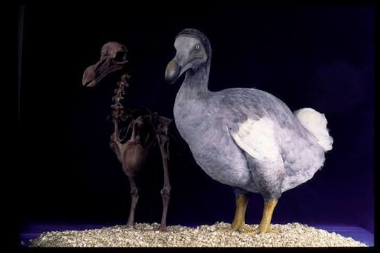 What extinction means | The Learning Zone