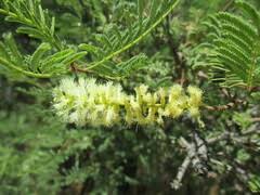Image result for Acacia hereroensis
