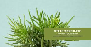 Image result for Senecio propior