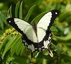 Image result for Ceropegia togoensis