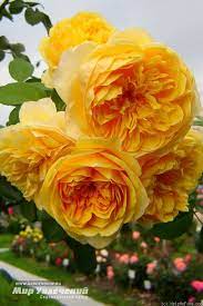 Graham Thomas Rose Photo Rose Rose Photos Graham Thomas Rose