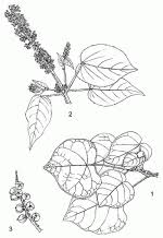 Image result for Croton macrostachyus