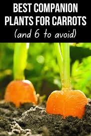 20 Companion Plants for Carrots [and 6 to avoid] - growhappierplants.com