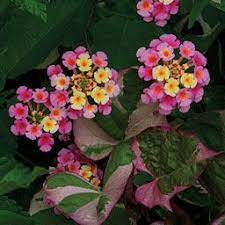 15 Deer Resistant Plants Finegardening Drought Resistant Plants Deer Resistant Garden Deer Resistant Plants