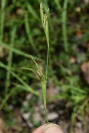 Image result for Hackelochloa granularis