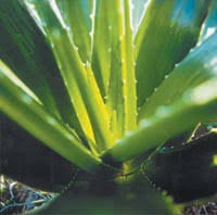 Gratisversand ab €49, viele proben. Aloe Vera Verarbeitung Aloe Vera Gel Aloe Vera Bei Diabetes Mellitus Verarbeitung Von Aloe Pflanzen Aloe Vera Pflanze Selber Ernten Salicylsaure Getrocknet Ugb Gesundheitsberatung