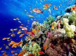 Maybe you would like to learn more about one of these? The Most Beautiful Coral Reef