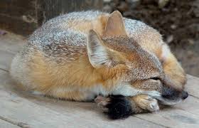 Foxes Swift Fox Animals Animals Wild