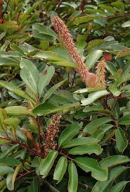 Image result for Cunonia