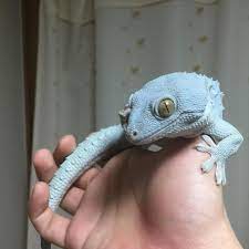 Gefaellt 397 Mal 2 Kommentare - Korea Tokay Gecko Breeder Gecko_tokay Auf Instagram Tokaygecko Tokay Gecko Reptile Anima Cute Animals Animals Gecko