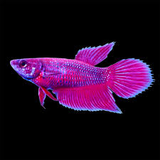 Popular dragon fish of good quality and at affordable prices you can buy on aliexpress. Pin On Betta Fish