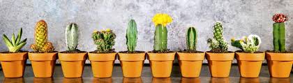 Plants and cactus website headers filter: 308 Cactus Header Background Photos Free Royalty Free Stock Photos From Dreamstime